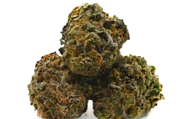 UK Cheese Weed Strain