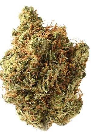 Amnesia Haze Marijuana Strain