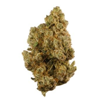 Chocolate OG Weed Strain