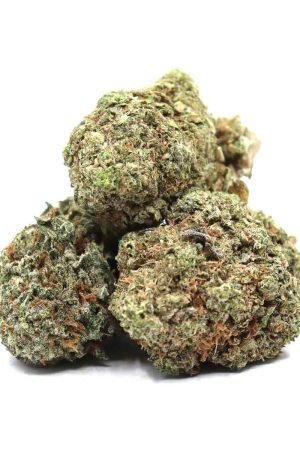 Black Tuna Weed Strain