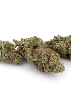 Moby Dick Cannabis Strain