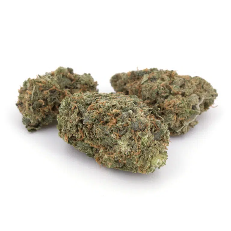 Sensi Star Weed Strain