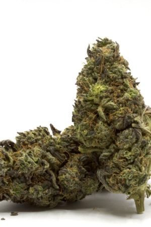 Triangle Mints Marijuana Strain