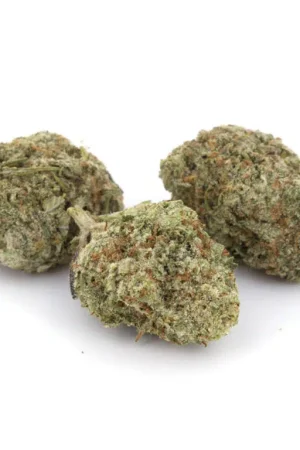 Snow Lotus Cannabis Strain