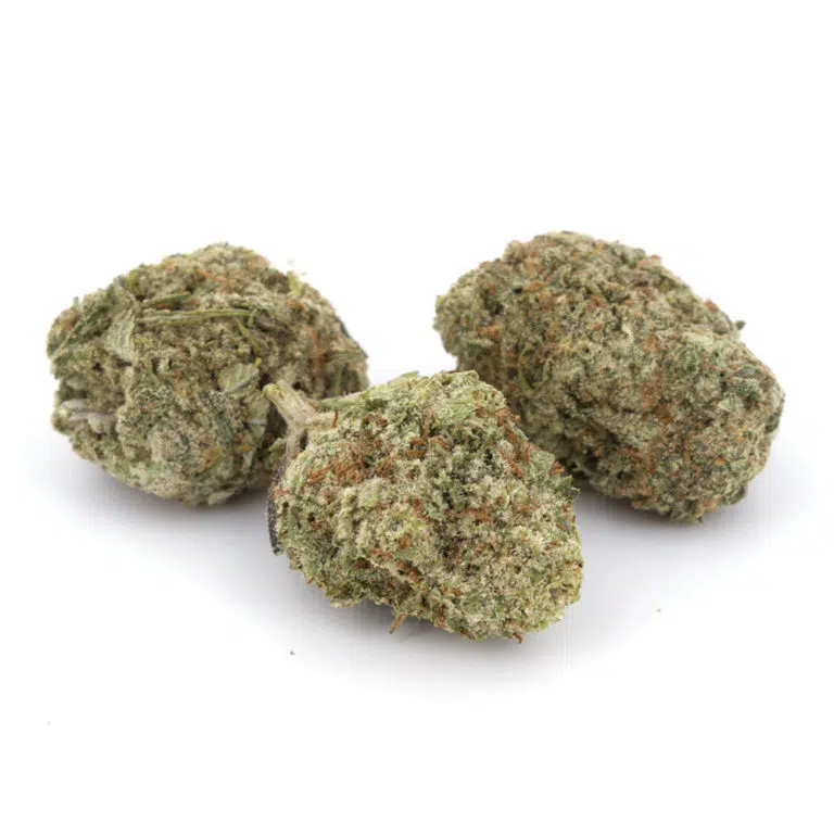 Snow Lotus Cannabis Strain