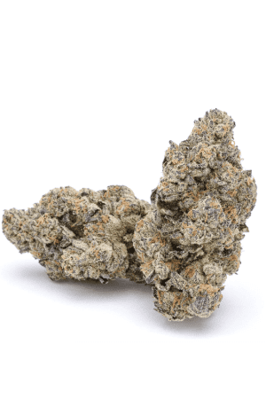 Ice cream Weed Strain