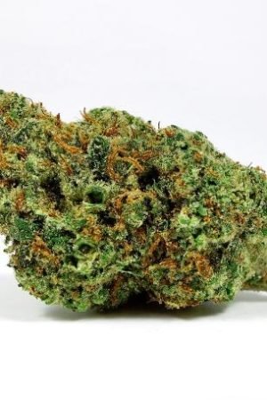 Cheetah Piss Weed Strain