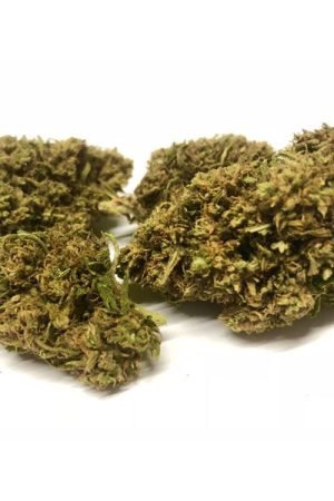 Temple Weed Strain
