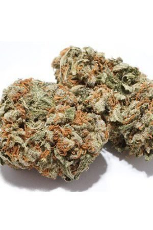Champagne Diesel Weed Strain