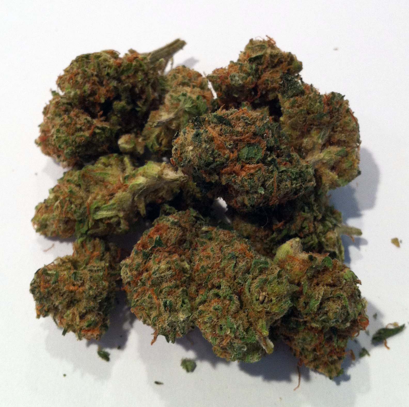 Harlequin OG Marijuana Strain