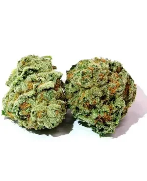 BC Kush Marijuana Strain