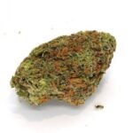 9lb Hammer Marijuana Strain