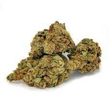 Black Domina Cannabis Strain