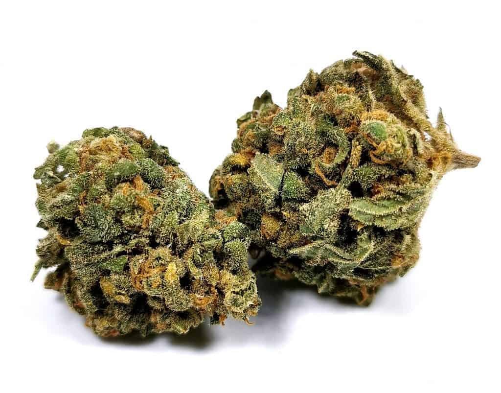 Blue Dream Weed Strain