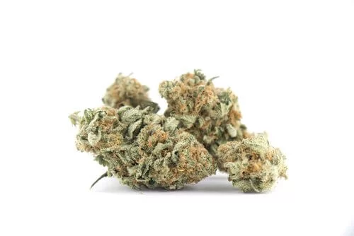 Jack Herer Marijuana Strain