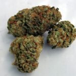Khalifa Kush Weed Strain