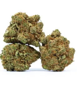 OG Shark Marijuana Strain