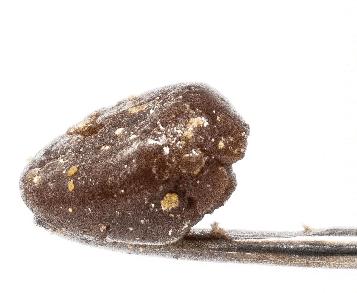 Connoisseur Live Rez Royal Kush Budder